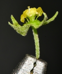 Ayenia limitaris
