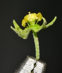 Ayenia limitaris