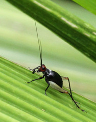 Trigonidium erythrocephalum