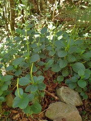 Peperomia borbonensis