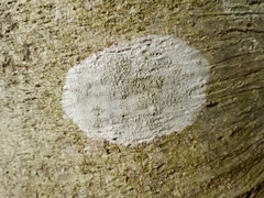 Phlyctis boliviensis