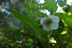 Rubus fraxinifolius