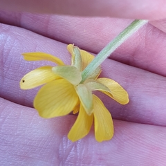 Ranunculus bullatus