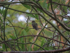 Chlorostilbon lucidus