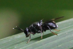 Isomerocera quadrilineata
