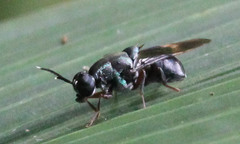 Isomerocera quadrilineata