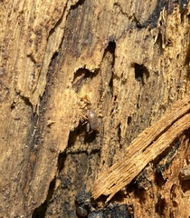 Myrmecophilidae