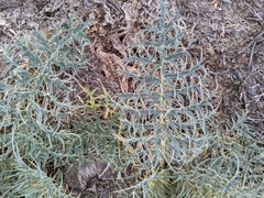 Cynara cardunculus image