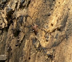 Myrmecophilidae