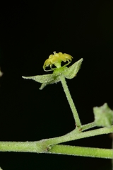 Ayenia limitaris