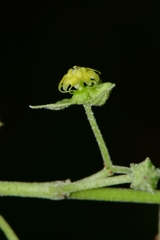 Ayenia limitaris
