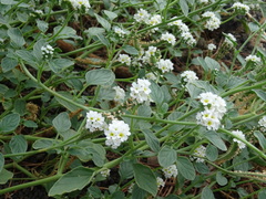 Heliotropium suaveolens