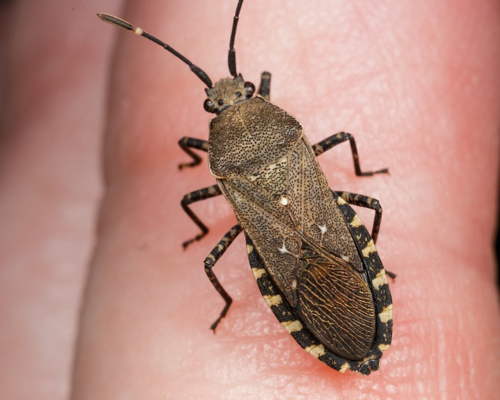 Catorhintha guttula