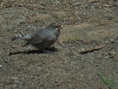 Zosterops borbonicus