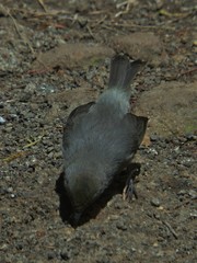 Zosterops borbonicus