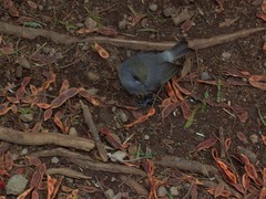 Zosterops borbonicus