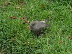 Zosterops borbonicus