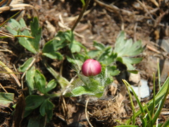 Anemonastrum speciosum