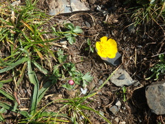 Anemonastrum speciosum