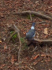 Zosterops borbonicus