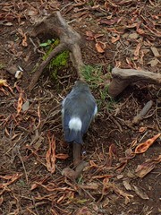 Zosterops borbonicus