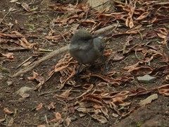 Zosterops borbonicus