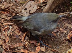 Zosterops borbonicus