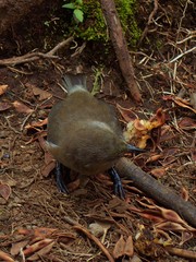 Zosterops borbonicus