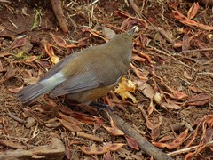 Zosterops borbonicus