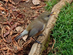 Zosterops borbonicus