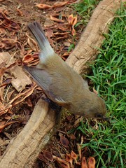 Zosterops borbonicus