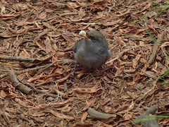 Zosterops borbonicus