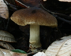 Cortinarius clandestinus