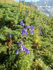 Aconitum nasutum