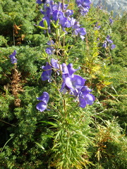 Aconitum nasutum