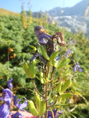 Aconitum nasutum