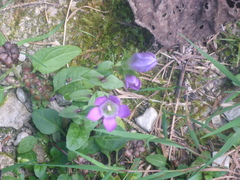 Gentianella aspera