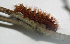 Acronicta longa