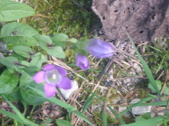 Gentianella aspera