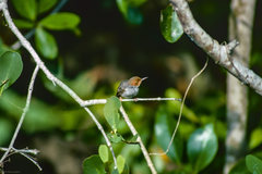 Orthotomus ruficeps cineraceus