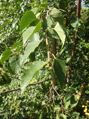 Betula raddeana