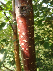 Betula raddeana