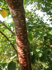 Betula raddeana