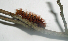 Acronicta longa