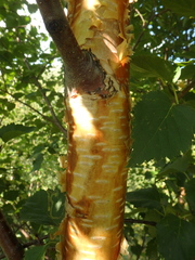 Betula raddeana