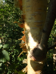 Betula raddeana