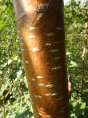 Betula raddeana