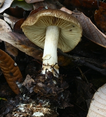 Cortinarius clandestinus