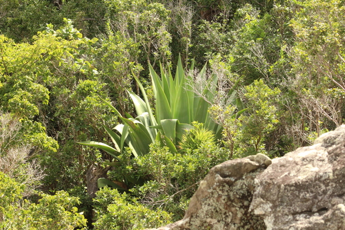 Agave karatto
