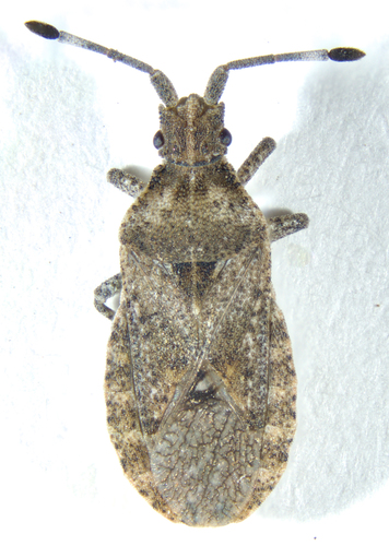 Scolopocerus uhleri